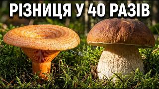 картинка: ТОП-11 Грибів України: Наукове Дослідження Від Найслабшого До Короля Лісу