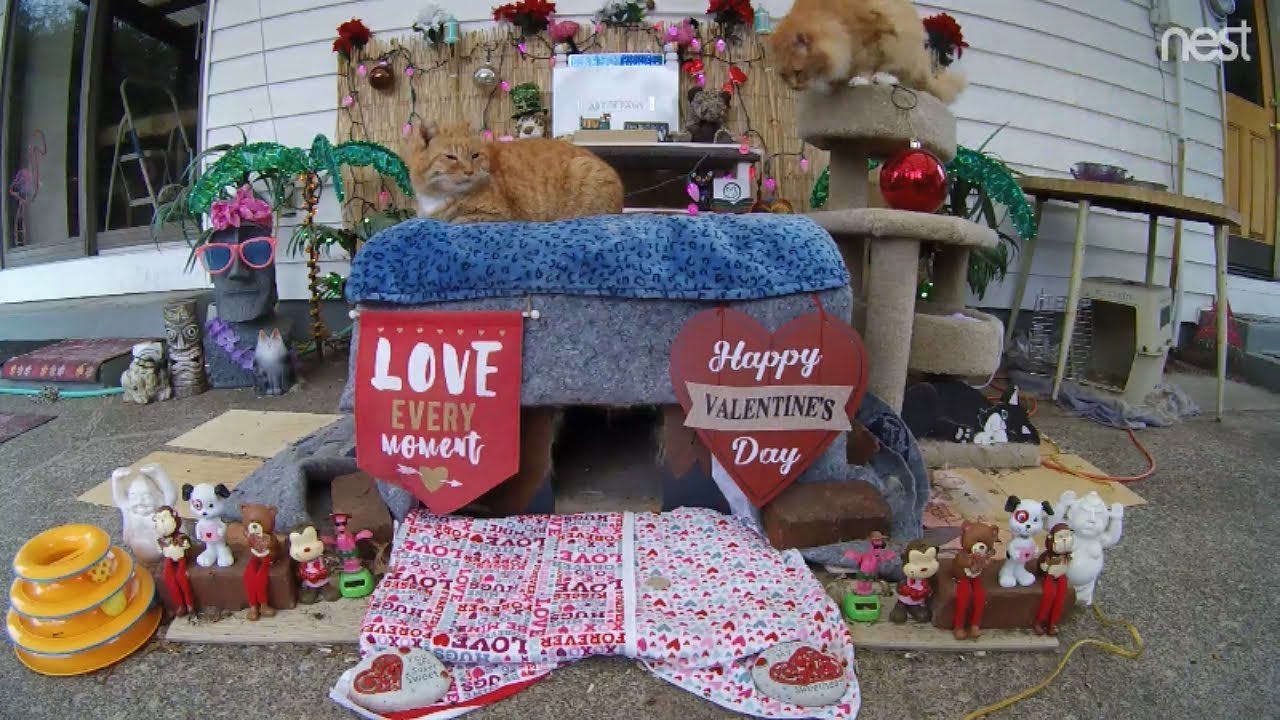 cat condo 2 mod apk Leo leaps from the feed table to the tiki via his cat tree 