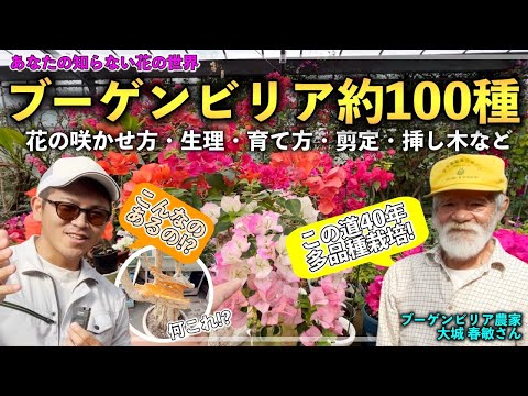 Shocking!] We asked a professional bougainvillea farmer about how