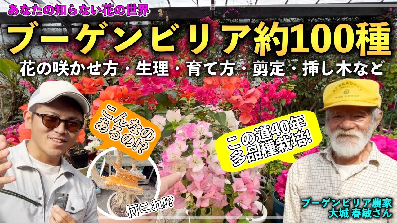 Shocking!] We asked a professional bougainvillea farmer about how