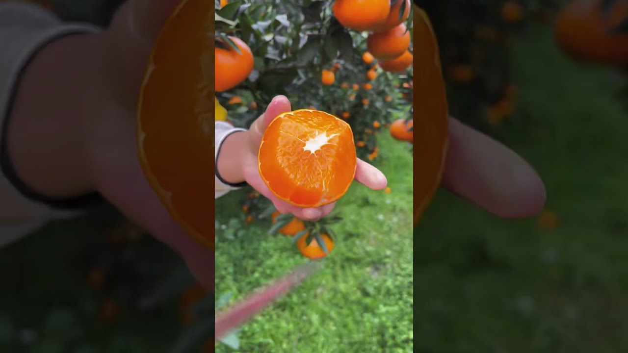 The Oranges Are Juicy And Very Fresh Farm Ninja Fruit Cutting Fruitcutting