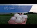 The Science of Hail