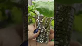 видео: ФИАЛКИ. Результат укоренения голов через месяц. 🏵️🏵️🏵️#комнатныерастения #фиалки #фиалка #сенполия🏵️ картинка: ФИАЛКИ. Результат укоренения голов через месяц. 🏵️🏵️🏵️#комнатныерастения #фиалки #фиалка #сенполия🏵️