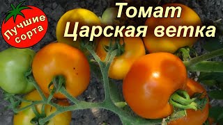 ТОМАТ ЦАРСКАЯ ВЕТКА (Лучшие урожайные сорта томатов)