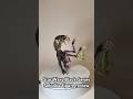 Let’s look at Sebulba from Star Wars Black Series. The Phantom Menace. #starwarsblackseries