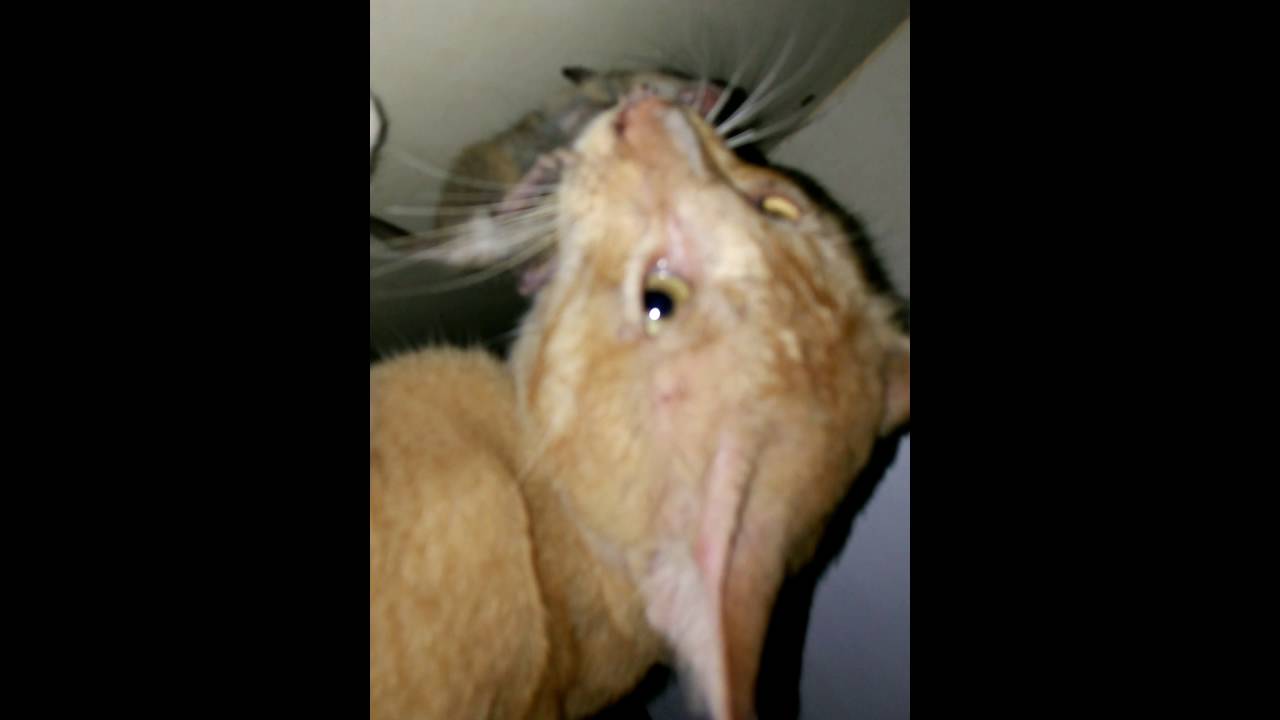 Funny, Cat Is Killing A Baby Mouse YouTube