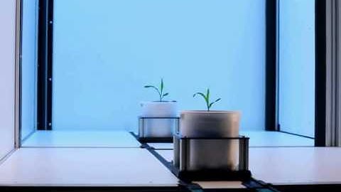 Automated plant phenotyping