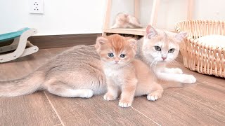 Top interesting life moments in a day of cat family  Xaxa is busy taking care of kittens all day