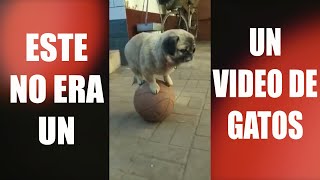 GATOS DIVERTIDOS JA JA JA