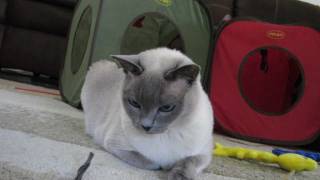 Blue Point Tonkinese Blue Eye Color [HD]