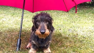 Pink Umbrella Patrol: Dachshund Teddy braves the rain #TeddyTheDachshund