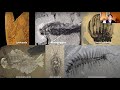 Worms from the Rocks: Burgess Shale Fossils Shed Light on Old Mysteries