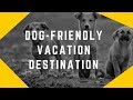 How to Choose a Dog Friendly Vacation Destination How to Choose a Dog Friendly Vacation Destination