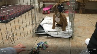 Boxer puppy Coco's Arrival (just under 8 weeks old) by Goody Two Shoes 76,191 views 3 years ago 6 minutes, 3 seconds