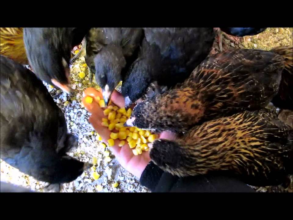 Araucana chickens