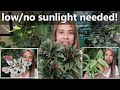 BEST LOW/NO SUNLIGHT INDOOR PLANTS! || Plants That Need Low Sunlight