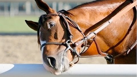 The Effects of Bits on the Horses Physics, Behaviour and Wellfare (BIT TRUTH #1)