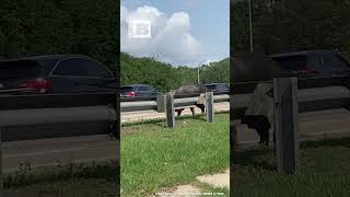 Highway Hog Giant Pig Strolls Along Interstate Near Baton Rouge