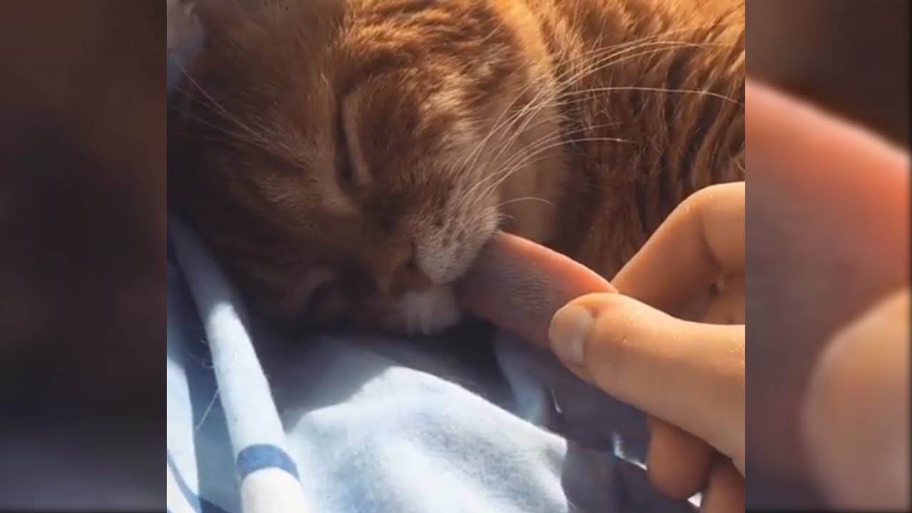 What A Long Tongue Kitty!!