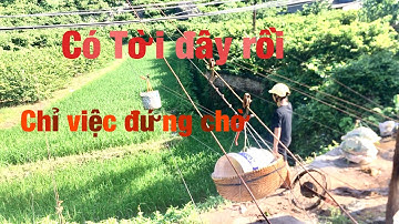 Xem Cách Tời Na Xuống Núi Của Người Dân Đồng Bành-Chi Lăng | Tham Quan Chợ Na Đồng Bành