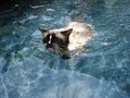 CAT swimming like a BOSS - Ragdoll Cat Swimming in Pool