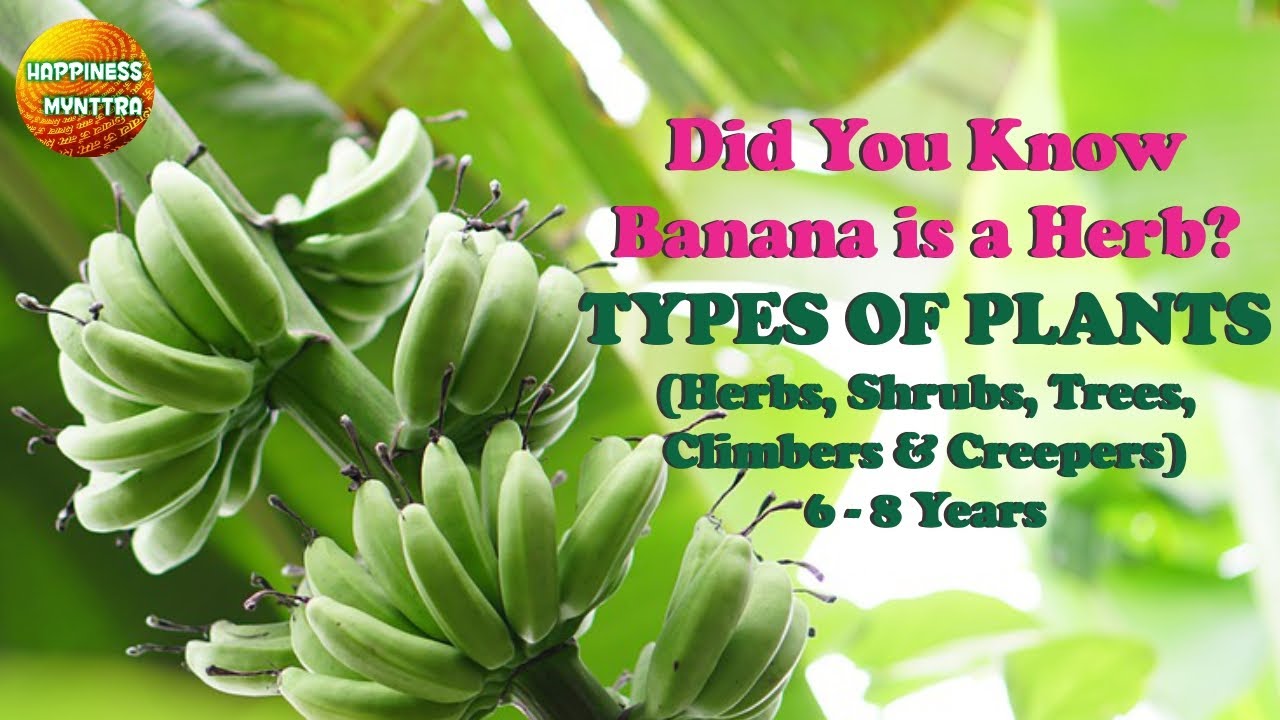 Did you know Banana Plant is a Herb? Types of Plants YouTube