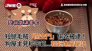 短腿米克斯犬闖空門偷吃失敗 大狗撞見後親自示範｜寵物｜東森寵物雲商店