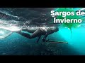 ✅PESCA SUBMARINA ⚠️ SARGOS DE INVIERNO en Galicia⚡