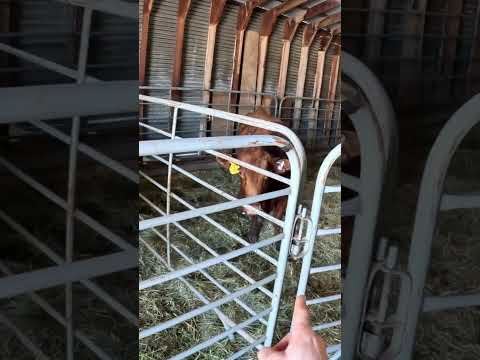 Calving season is