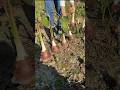 Taro Root Harvesting And Cutting Skill Satisfying Farming Shorts 