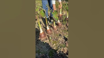 Taro Root Harvesting and Cutting Skill #satisfying #farming #shorts