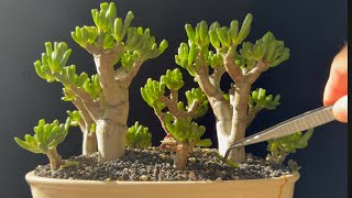 Summer Bonsai Bench Tour: Exploring Bonsai Forests - Part 1