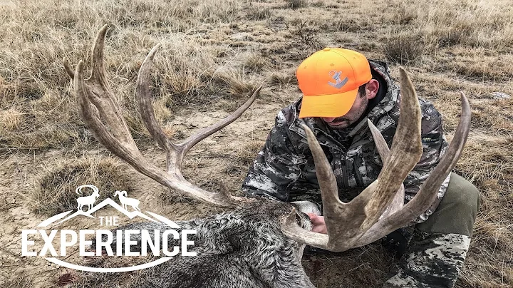 Giant Eastern Plains Mule Deer - "Colorado"