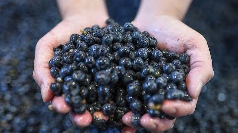 2018 Napa Valley grape sorting at Alejandro Bulgheroni