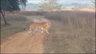 Panna Tiger Reserve jungle Safari Male tiger #viralvideo #subscribe #cutecat #bgmi #ytshorts #tiger