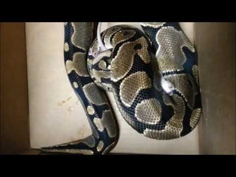 Python squeezing a rat - YouTube