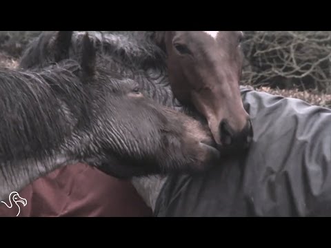 Horses Immediately Recognize