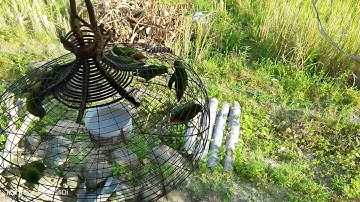 burung serindit@turipos baru belajar memanggil...pelapis 🔥💥