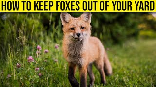 How To Keep Foxes Out Of Your Yard  (6 Easy Ways)