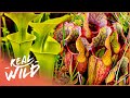 The Secret Life Of Plants (Nature Documentary) | Wild America | Real Wild