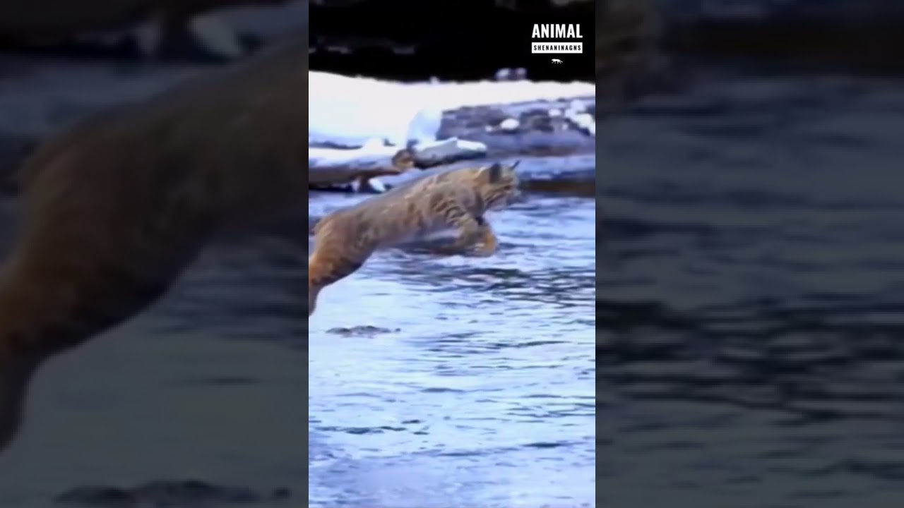 Amazing Bobcat Jump