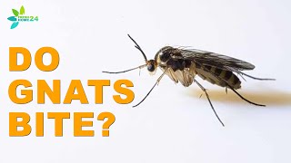 Gnat Bites: Do Gnats Bite?