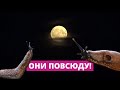 Сборщики испанских слизней в шоке