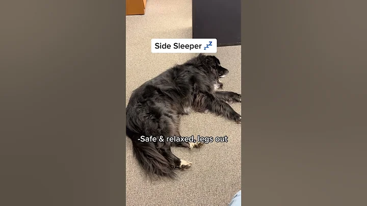 How does your dog sleep? 💤 - DayDayNews