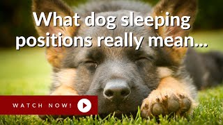 How does your dog sleep?
