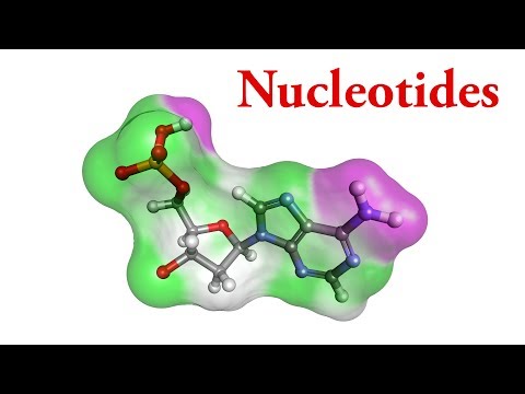 न्यूक्लियोटाइड्स की मूल रासायनिक संरचना