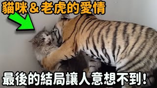孤單貓咪收養了一隻小老虎，牠們相互倍伴一同長大，幾年後這件事發生了…