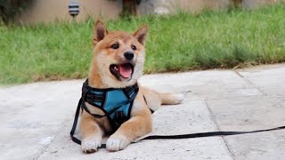 [Pepper the Shiba] puppy first time on leash