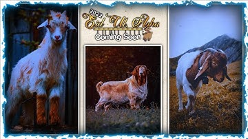 Eid Al Adha Mubarak Full Screen Status | Eid Mubarak Status | Bakra Eid Status | New Trending Status