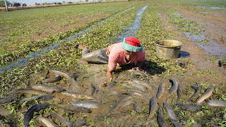 Technique Catching & Catfish by Best Hands in Dry Season 2023